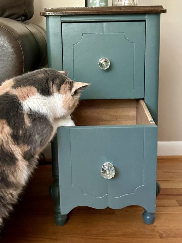 cat looking in drawer.