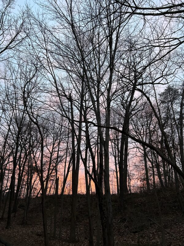 sunrise through trees.
