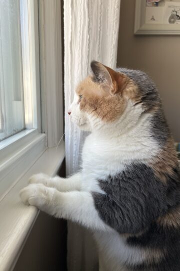 cat looking out window.