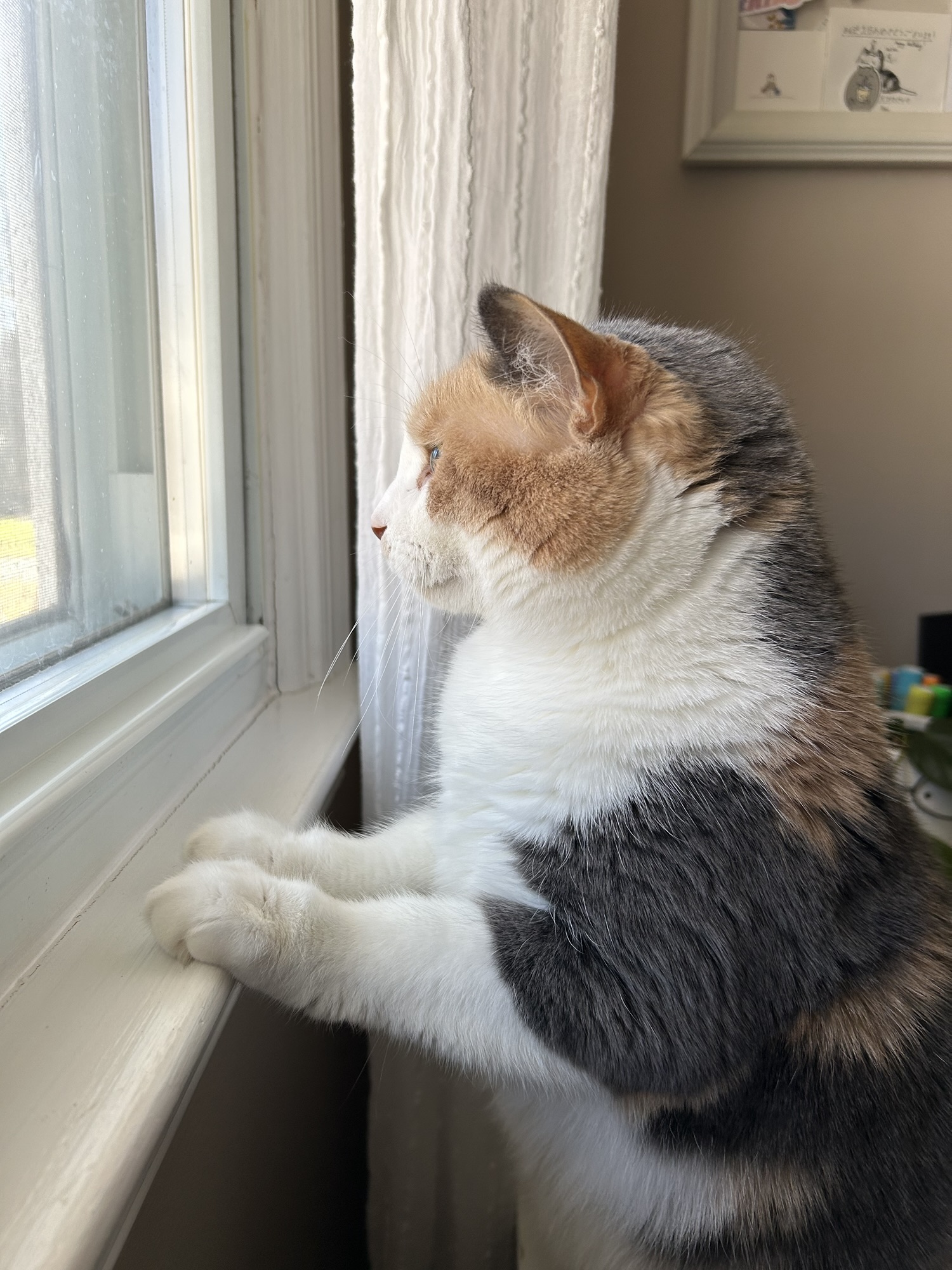 cat looking out window.